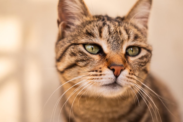 Chats des rues de Bakou Chats d'Azerbaïdjan