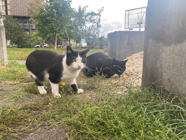 Chats sans abri près des clôtures d'équipements militaires en Ukraine