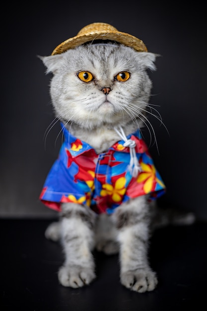 Les chats Scottish Fold portent une chemise et un chapeau.