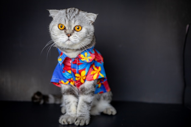 Les chats Scottish fold portent une chemise à fleurs.