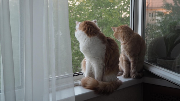 Photo les chats sont assis sur la fenêtre