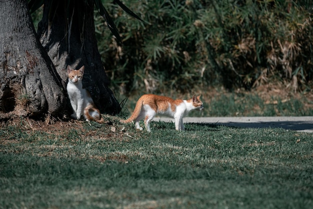 Photo les chats sur le terrain