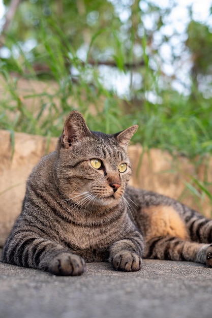 Chatte mignonne assise sur un sol en béton