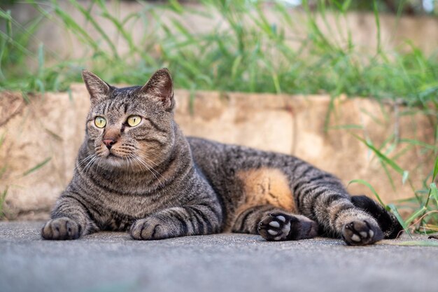 Chatte mignonne assise sur un sol en béton