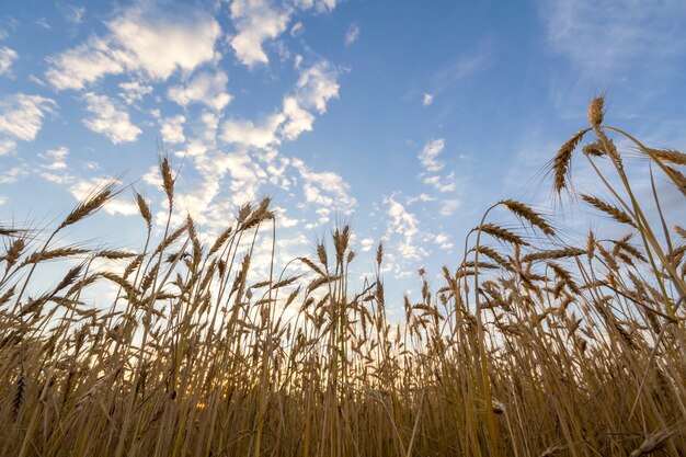 Chaud couleur doré mûr pour la récolte du champ de blé. Agriculture, agriculture et récolte riche.