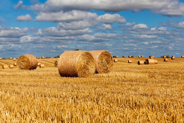 Chaume de blé sur un champ rural