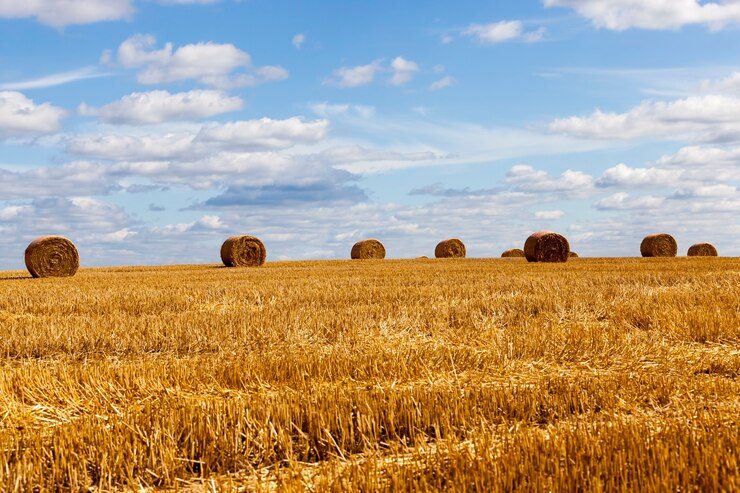 Photo chaume de seigle sur un champ rural