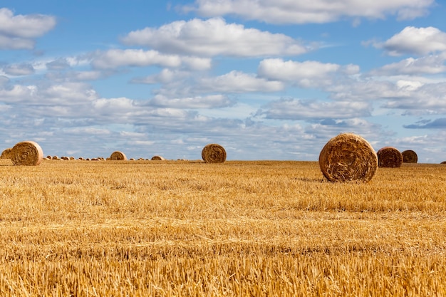 Chaume de seigle sur un champ rural