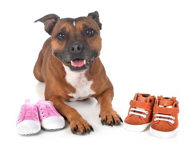 Chaussons pour chien et bébé