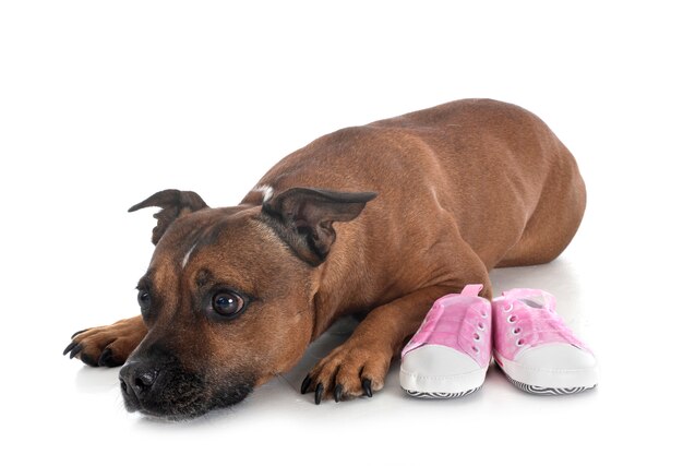 Chaussons pour chien et bébé