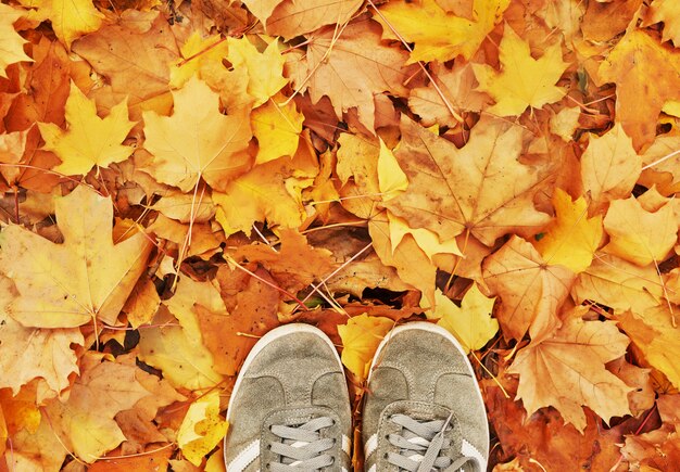 chaussures baskets sur fond de feuillage d'automne