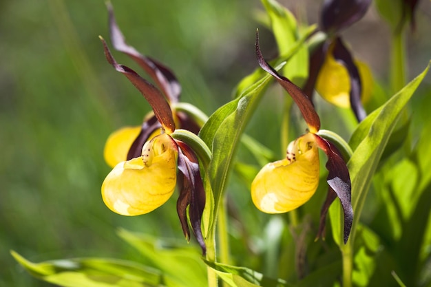 Chaussures de dames orchidées