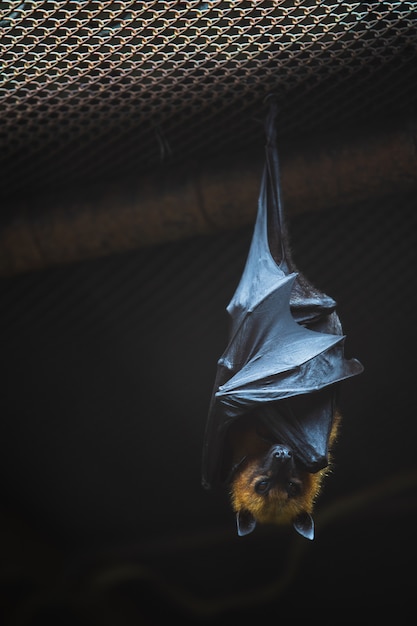 Photo chauve-souris accrochée dans la cage en acier du zoo ouvert de khao kheow en thaïlande.