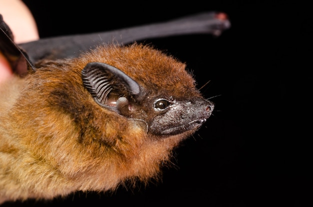 La chauve-souris à ailes marrons (