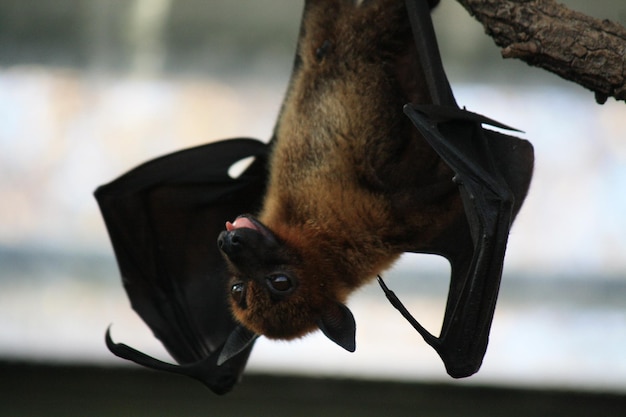 Photo la chauve-souris à l'envers