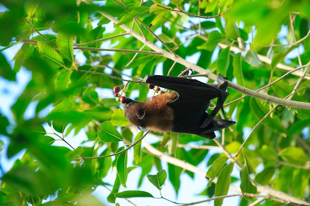 La chauve-souris malaise suspendue à une branche d'arbre