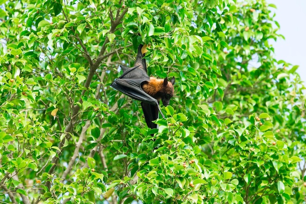 Chauve-souris