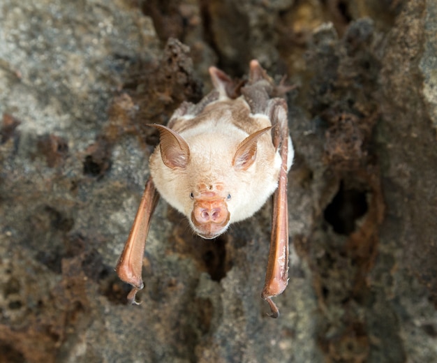 Les chauves-souris vampires dorment dans la grotte suspendue au plafond