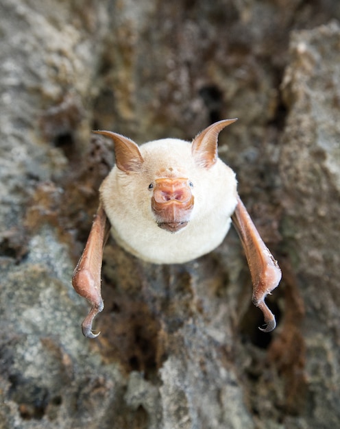 Les chauves-souris vampires dorment dans la grotte suspendue au plafond