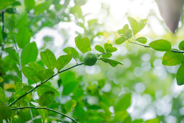 chaux sur l&#39;arbre dans ma ferme