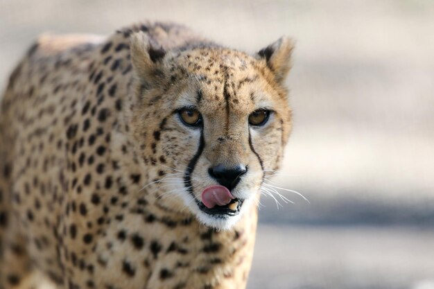 Le cheetah dans la nature africaine