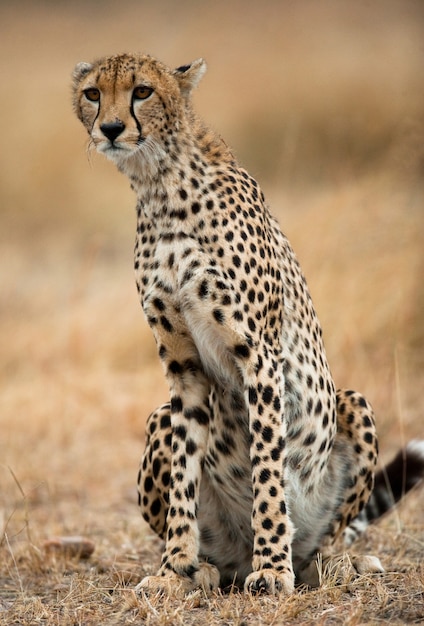 Cheetah est assis dans la savane.