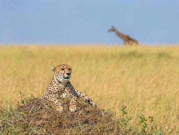 Cheetah est couché sur la colline de la savane.