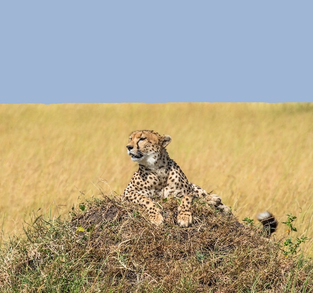 Cheetah est couché sur la colline de la savane.
