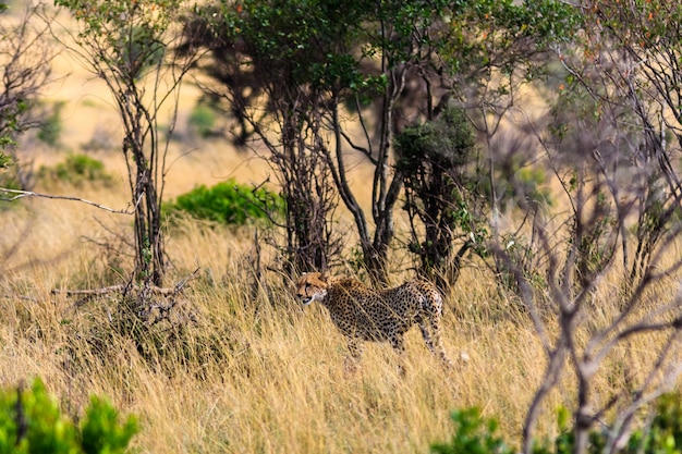 Cheetah s'en va. Masai Mara, Kenya