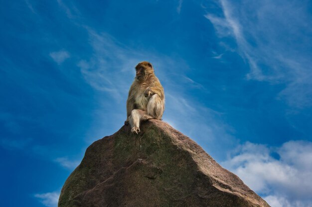 Photo le chef alpha assis sur un rocher regardant autour de lui ce qui se passe entouré d'un ciel bleu