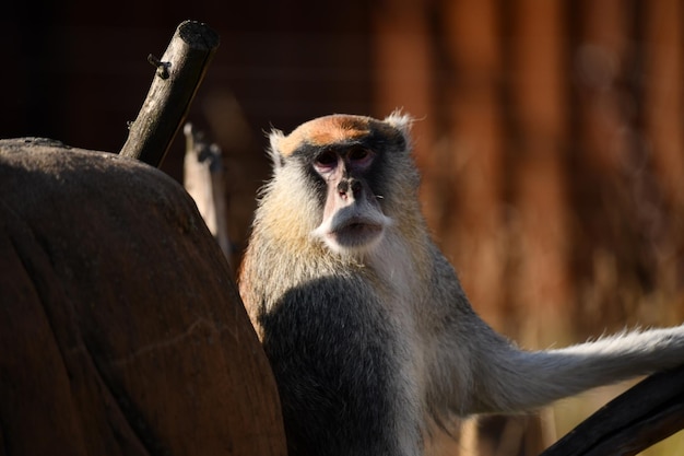 Chef confiant d'un troupeau de singes alerté