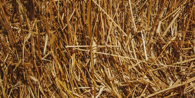 Chef-d'œuvre de la nature Une image inspirante illuminant la richesse et la texture d'un bois naturel S