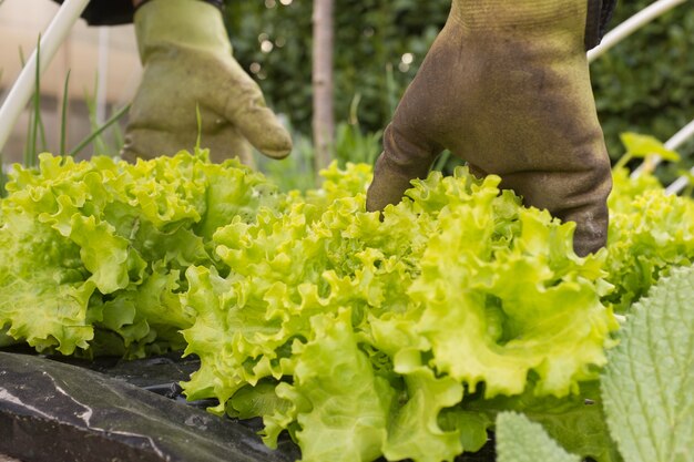 Chef de salade fraîche dans les mains de l'homme, gros plan;