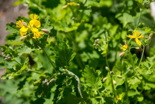 Chélidoine Chelidonium majus