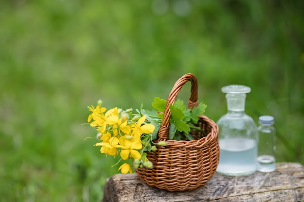 Photo chelidonium majus fleurs jaunes dans un panier en osier de vigne