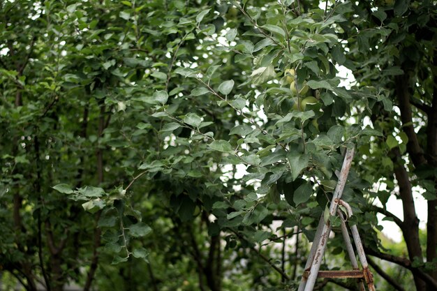 Échelle en métal dans le jardin près du pommier.