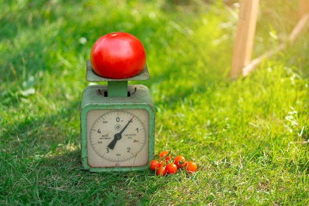 Échelles vintage avec une grosse tomate