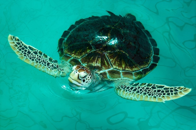 Chelonia mydas sur l&#39;étang.