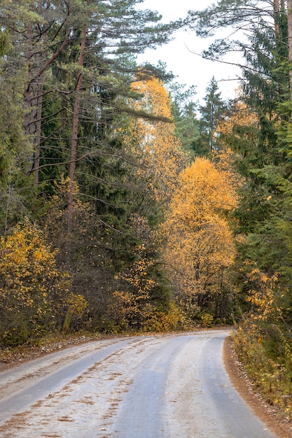 Chemin d'accès asphalté sans personnes dans une forêt d'automne Arbres aux feuilles jaunes. photo de haute qualité