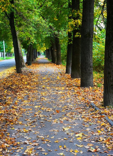 Chemin d'allée d'automne parmi les arbres feuilles d'automne sur le sol