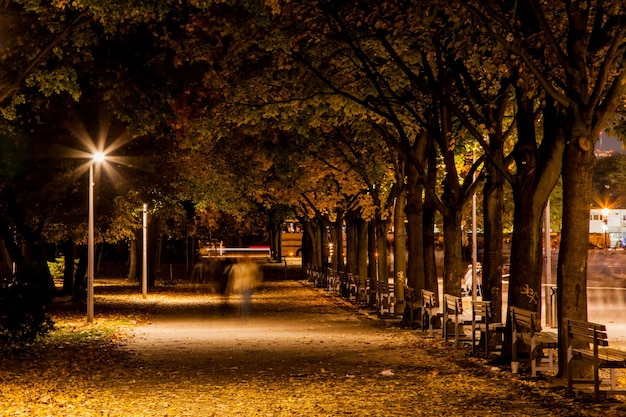 Chemin avec des arbres la nuit en automne