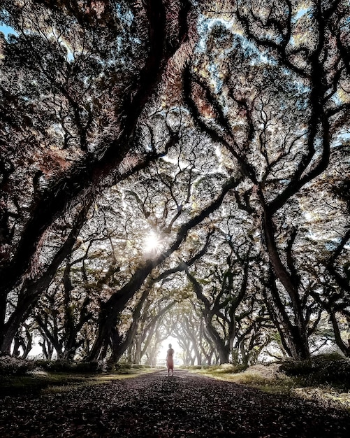 Un Chemin Avec Des Arbres La Photographie De Haies Sombres