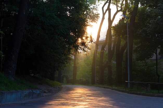 Chemin d'asphalte, matin dans le parc