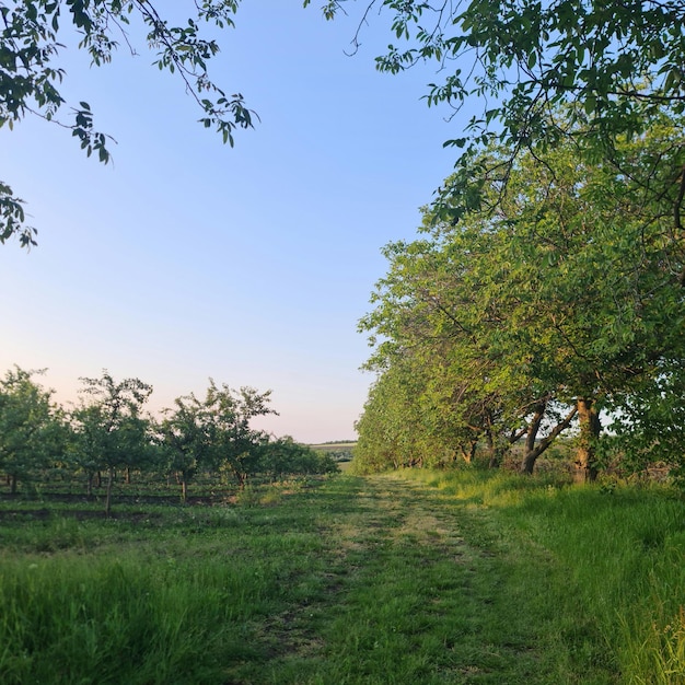 Un chemin au milieu d'un champ avec des arbres et de l'herbe