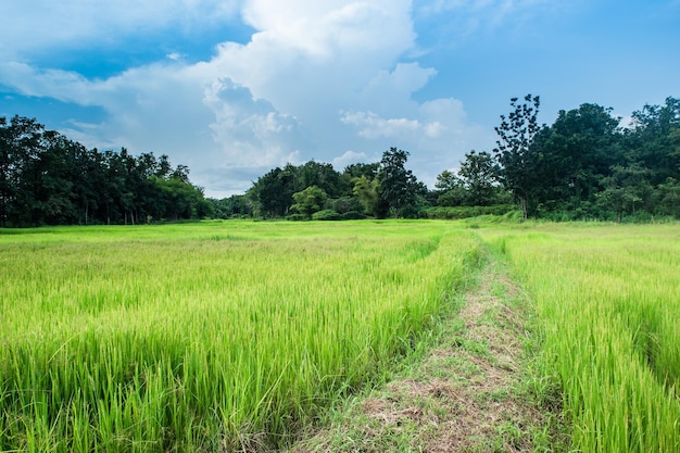 Un chemin au milieu d'un champ d'herbe contre le ciel