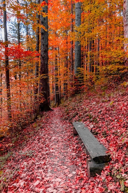 Chemin avec un banc dans la forêt d'automne (Carpates, Ukraine)