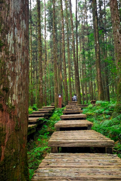 Chemin en bois dans la forêt pour que les grimpeurs marchent en toute sécurité