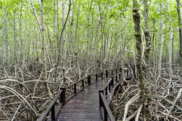 Chemin en bois dans la forêt tropicale de mangrove