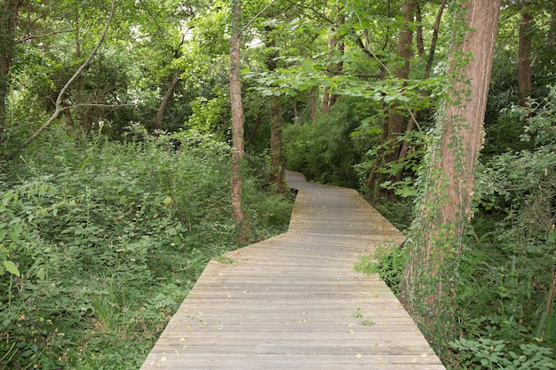 Chemin en bois dans la forêt verte symbole de la vie