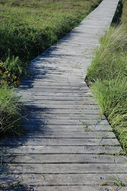 Chemin en bois dans la lande